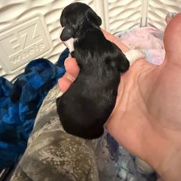Female 2 AKC - Black female Dachshund puppy in Erie, Michigan from Champagne’s Grinch Toe’d Dachshunds