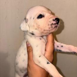 Vengeance - White and black female Dalmatian puppy in Toledo, Ohio from Exquisite Dalmatians & Standard Poodles
