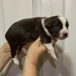 Apples - Red & white female Miniature Australian Shepherd puppy in Marysville, Washington from Garay Mini Aussies