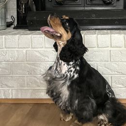 Aggie - Cocker Spaniel