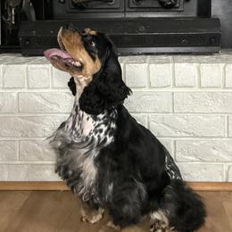 Aggie - Cocker Spaniel