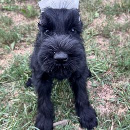 Jax (Boy 3) - Black male Giant Schnauzer puppy in Bois D’arc, Missouri from Down Low Kennels