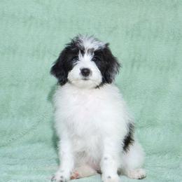 Girl 3 - female Bordoodle puppy in West Valley City, Utah from Tucker Bordoodles