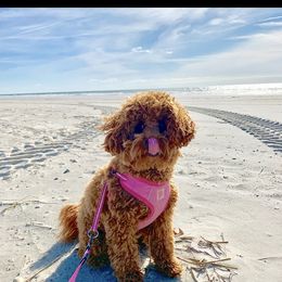 Goldendoodle All Grown Up from Stay Golden