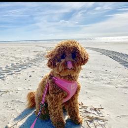 Goldendoodle All Grown Up from Stay Golden