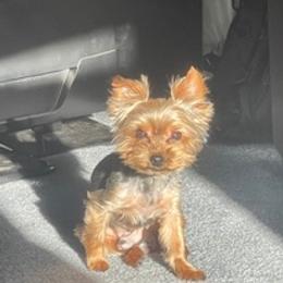 Django - Yorkshire Terrier
