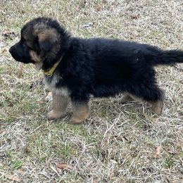 German Shepherd Puppies from Southern Lakes German Shepherds