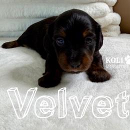 Velvet - Black and tan female Dachshund puppy in Kemp, Texas from Koli Acres