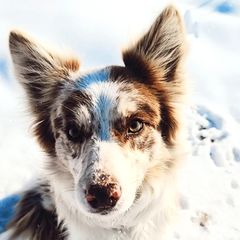 Aussiedoodles and Bordoodles from Texas Made Doodles
