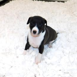 Yasmin's Female 2 - Black female Italian Greyhound puppy in Sparta Tn And Caryville Fl, Tennessee from Summerwind Kennel