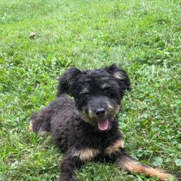 Selina - Black phantom female Aussiedoodle puppy in Angola, Indiana from Classic City Doodles