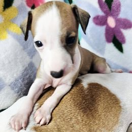 Fairest Of Them All - White and red fawn female Italian Greyhound puppy in Cadwell, Georgia from All The DoDa Day Italian Greyhounds