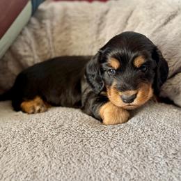 Boone - Black and tan male Dachshund puppy in Stoutland, Missouri from Farmhouse Dachshunds