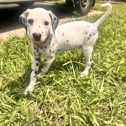 Bloom Lua Baer hearing tested - White and black female Dalmatian puppy in Arlington, Texas from Glasscock Dalmatians