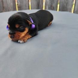 Mr. Purple - Black and gold male Yorkshire Terrier puppy in Woodway, Texas from The Yorkie Empire