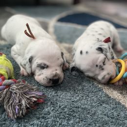 Dalmatian Puppies from New Horizonz Dobermans and Dalmatians