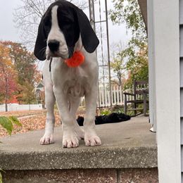 Girl 1 - Mantle merle Great Dane puppy in Michigan from Garrow Danes House of Blues