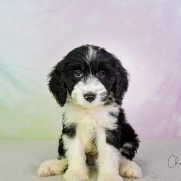 Aussiedoodle Puppies from Dreamcatcher Dogs