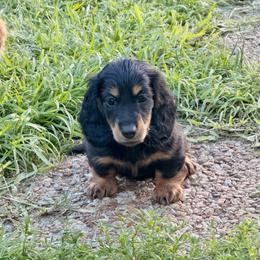 Steve - Black and tan male Dachshund puppy in Southwest Ranches, Florida from Breezy Florida Dachshunds
