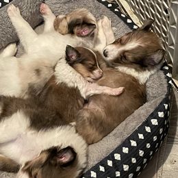 Shetland Sheepdog puppies from Wild and Wonderful Shelties