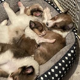 Shetland Sheepdog puppies from Wild and Wonderful Shelties