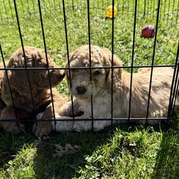 Bernedoodle and Labradoodle Puppies from Zehr’s Labradoodles & Bernedoodles