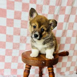 Buzz - Sable male Pembroke Welsh Corgi puppy in Sheldon, Missouri from Clearsky Corgis