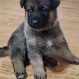 German Shepherd Puppies from Shepherds of Anarchy