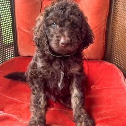 Surf -- Caramel Phantom Newfypoo Puppy - Brown male Newfoundland puppy in Alto, Georgia from KelleyDoodles