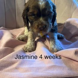 Jasmine - Tri-Roan female English Springer Spaniel puppy in Nine Mile Falls, Washington from Sue's Springers