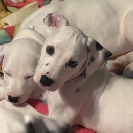 Bluey - White and black male Dalmatian puppy in Hastings, Florida from Love My Spotty Dalmatians