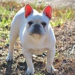Bulldogs and French Bulldogs from Holler’s Inn