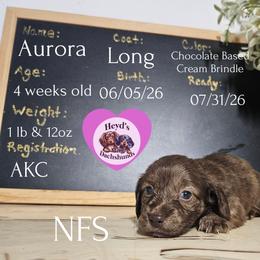 Aurora - Brindle female Dachshund puppy in Hoquiam, Washington from Heyd's Mini Dachshunds