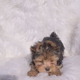 Prince - Black and gold male Yorkshire Terrier puppy in Las Vegas, Nevada from Yorkiepupsntcups