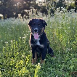 Doritos - Black tri-color female Australian Shepherd puppy in Argyle, Iowa from Country Time Kennels