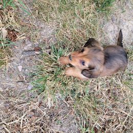 Dachshund Puppies from Hyder's Dachshunds