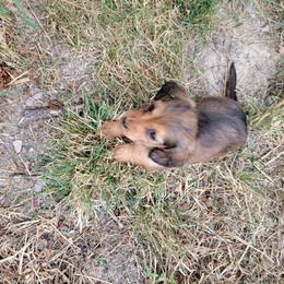 Dachshund Puppies from Hyder's Dachshunds