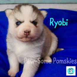 Ryobi - Silver female Pomsky puppy in Krum, Texas from Paw-Some Pomskies