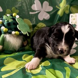 Aussiedoodle, Australian Shepherd, Miniature Australian Shepherd, Poodle, and Toy Australian Shepherd Puppies from Doodles ‘N Dawgs