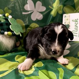 Aussiedoodle, Australian Shepherd, Miniature Australian Shepherd, Poodle, and Toy Australian Shepherd Puppies from Doodles ‘N Dawgs