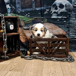Scallywag - Blue merle male Australian Shepherd puppy in Wheatland, Wyoming from Jorvik Australian Shepherds