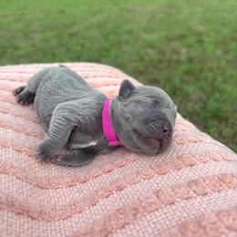 Gracie - Blue female French Bulldog puppy in Salisbury, Maryland from 77 Frenchies Maryland