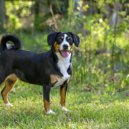 Entlebucher Mountain Dog Puppies from Entles Edge Entlebucher Mountain Dogs, LLC