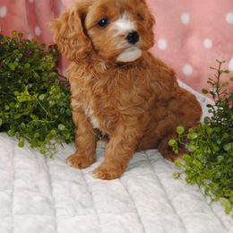 Australian Shepherd, Cavalier King Charles Spaniel, and Cavapoo Puppies from Dogwood & Sassafras Companions