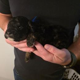 Marvel - Tri-color male Bernedoodle puppy in Blackfoot, Idaho from Draper Mountain Doodles