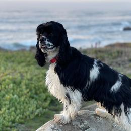 Duke - Cocker Spaniel