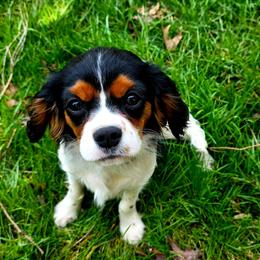 Marley - Tri-color male Cavalier King Charles Spaniel puppy in Pennsylvania from Julie's Cavalier King Charles Spaniels