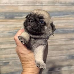 Mallard (yellow) - Fawn male Pug puppy in Hereford, Arizona from Broken Road Ranch Pugs