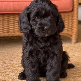 Olive - Black female Cavapoo puppy in Alachua, Florida from SongPaws