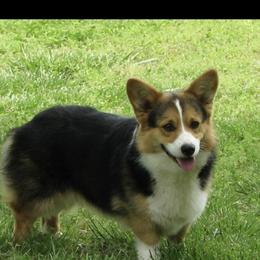 Khan - Pembroke Welsh Corgi